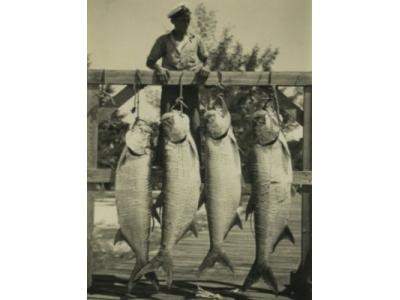 Vintage photo of large fish hanging from a rail