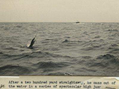 Vintage photo of shark jumping out of the water