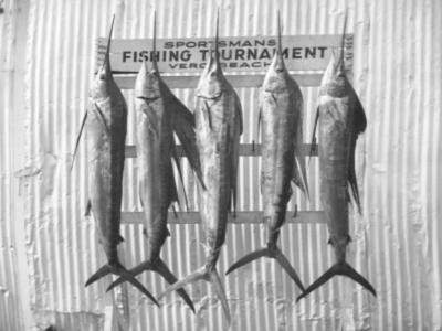 Vintage photo of sword fish hanging on the wall